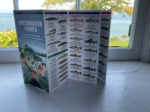 Freshwater Fishes - A Folding Pocket Guide