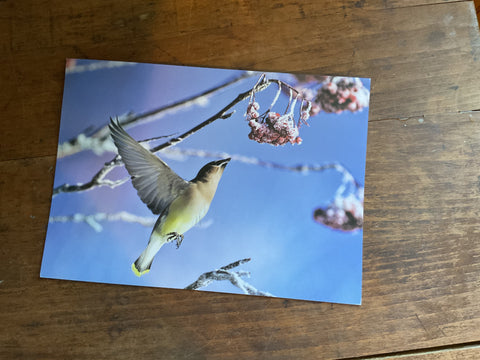 Cards from Lake Superior